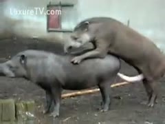 Never in advance of released zoophilia fetish movie scene featuring 2 wild animals mounting and fucking 